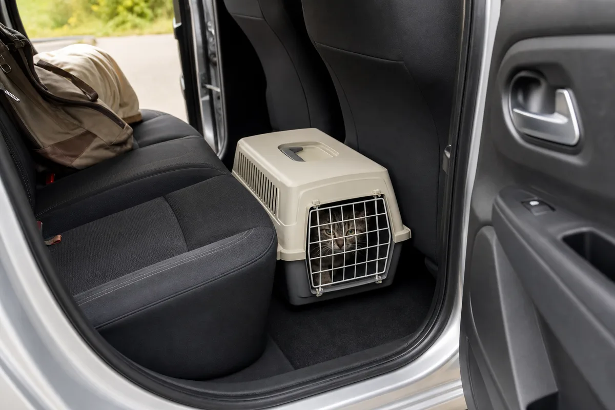 Caisse de transport pour chat calée au sol entre la banquette arrière et le siège avant
